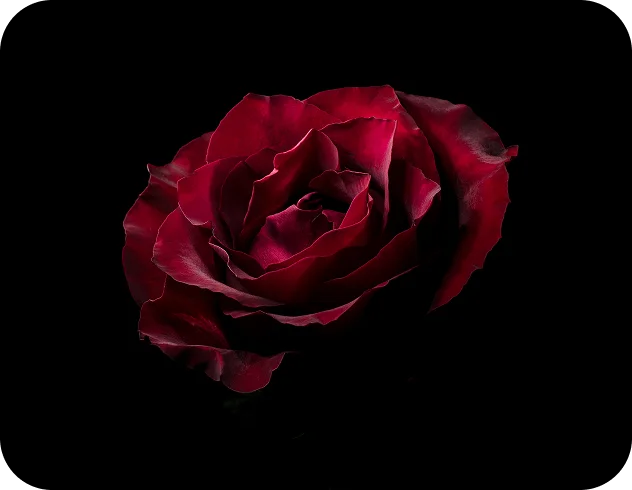 roza-zdjecie